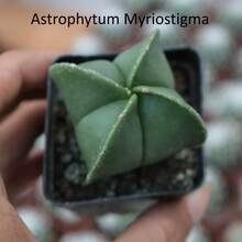 4-Pack Cacti (1.2-1.5") Stenocactus Multicostatus + Matucana Madisoniorum + Astrophytum Myriostigma + Astrophytum Ornatum Bareroot Shipping Live Plants - 4 件裝 - 查看 2