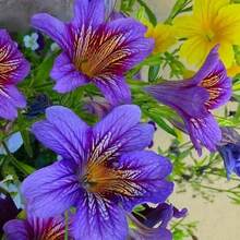 Ready For Shipping 120 Pieces Seeds Morning Glory Seeds - Mixed Color Flowers, Produce Amazing And Long-Lasting Flowers.