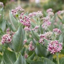 Milkweed Seeds 200pcs -Easy To Grow And Drought Tolerant - Variant1 - View 2