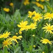 173 piezas de semillas, semillas de crisantemo (Crisantemo). Semillas de crisantemo (Chrysanthemum) - 173 - Ver 3
