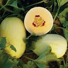 245 Pieces Recommended Cransehoe Melon (Cantaloupe/Winter Melon/Cransehoe) Fruit Seeds