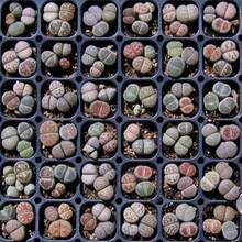 Mixed Lithops Succulent Seeds Lithops Pseudotruncatella 100 Pieces Seeds - Variant1 - View 4
