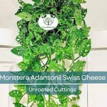 Seeds Gift 500Pcs 3 Monstera Adansonii Swiss Cheese Unrooted Cuttings - Indoor/Outdoor Houseplant, Easy Propagation, Unique Foliage, Tropical Plant For Home - Variant1 - View 9