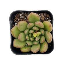 50 Succulent Seeds, Rare Succulent Seed Plants, Succulents In Nursery Pots For Succulent Collectors, DIY Projects, Wedding Party Favors - Echeveria Green Malgan - View 5