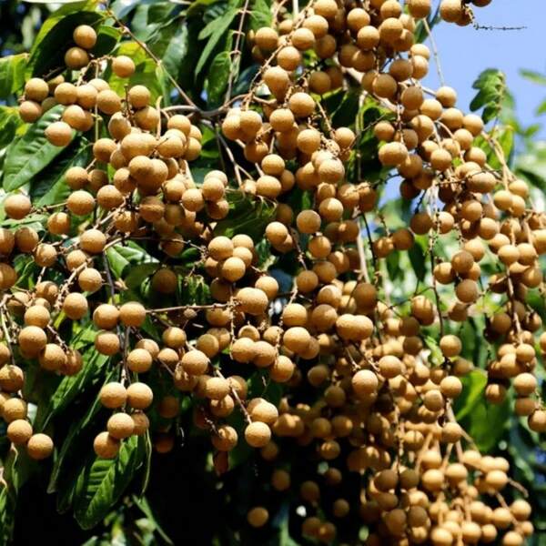 174 semi di albero di frutto di longan, adatto per la piantagione all'aperto, semi di frutta dolce
