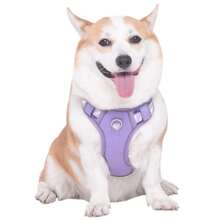 Fruit Harness And Leash Set For Small, Medium, And Large Dogs - Violet Purple - View 2