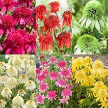 Lamb's Ear Flower Wildflower Seeds 310 Pieces, Ratibida Columnifera Flower Echinacea Purpurea, Non-GMO, Perennial, Drought Resistant - 310 - 查看 4
