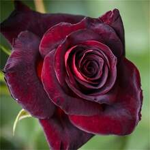 100 Degrees Celsius Black And Red Rose Seeds, Ready For Planting - Unique And Valuable Flower Seeds. Fresh, Durable, Fragrant, Striking Garden Plants That Attract Bees. - 100Pcs - View 4