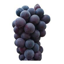 Grape Base Grape Seedlings Grape Seedlings South North Orchard Planting - 50 Seeds - View 3