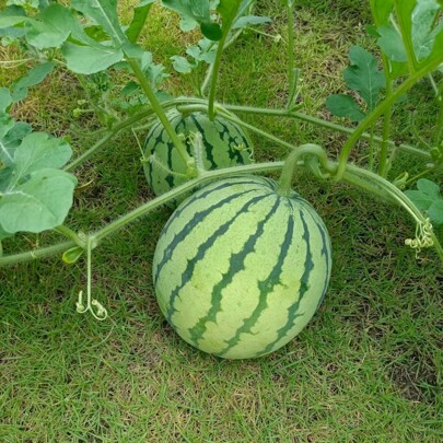 174 Pezzi Essenziali da Giardino, Semi di Anguria Matura - Varietà Tradizionale Dolce Viola, Semi di Frutta - Semi per Giardino Esterno