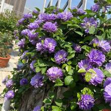 Clematis Seeds Flower Seedlings Indoor And Outdoor Cold-Resistant Garden Climbing Plant Perennial Easy To Grow All-Season Blooming Potted Plant - 100片 - 查看 2