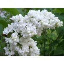 Mosquito Repellent New Fresh 500 Pieces White Japanese Boxwood Seeds Generic