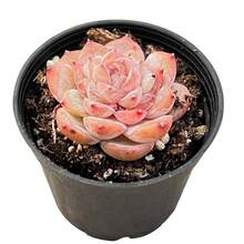 50 Colorful Succulent Seeds With High Germination And Strong Survival Rates, Attracting Pollinators, Suitable For Gardens, Flowerpots, And Bedrooms To Create   Scenery. - Echeveria 'Icy Laui' Sugar Heart - View 2