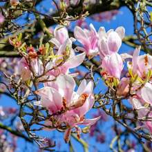 Mixed Magnolia Flower Seeds - Fragrant Tree Versatile Ornamental Plant Outdoor 30 Pieces Seeds