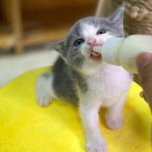 Accessori per animali domestici - Biberon in silicone da 60ml per animali domestici, con tettarella piccola, biberon per l alimentazione di cuccioli e animali da compagnia, disponibile come singolo biberon o set di biberon