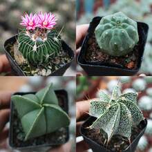 4-Pack Cacti (1.2-1.5") Stenocactus Multicostatus + Matucana Madisoniorum + Astrophytum Myriostigma + Astrophytum Ornatum Bareroot Shipping Live Plants - 4 件裝 - 查看 5