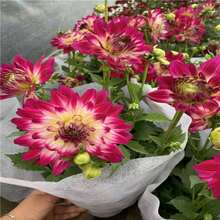 210 Degrees Celsius Mixed Dahlia Seeds, With A Long Flowering Period, Large Flower Diameter, And Many Blooms, Are One Of The Most Famous Flowers In The World - 210 - 查看 4