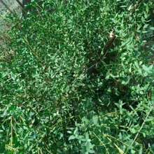 1. Eukalyptusblätter, natürliche getrocknete Blumenstiele, 100/200g echte Eukalyptuszweige für den Duschgebrauch, 2. 43cm konservierte frische Eukalyptusblätter, getrocknete Eukalyptuszweige, für Dekoration, Hochzeit, Heimdekoration, Rattanmaterial, Fotografie-Requisiten