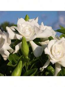 100 Pcs Gardenia Seeds Cape Jasmine Flower Seeds - 1 - View 9