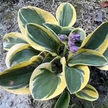 White Hosta Flower Seeds - The Hosta Flower Blooms, And Time Is Peaceful.