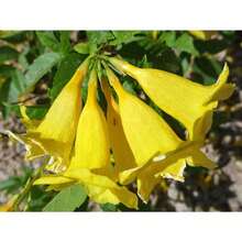 Yellow -20 For Planting - Rare And Exotic Trumpet Seeds