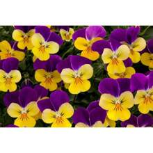 245pcs Viola Seeds 25 Viola Rebelina Purple Yellow Trailing Viola