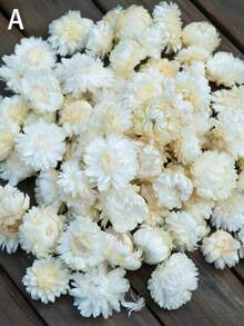 10/20/60 قطعة من أزهار البابونج المجففة الطبيعية للخارج - مصنوعة من مادة القش - زخرفة DIY والأعراس والهالوين والكريسماس وترتيب الطاولة وتشكيلات عباد الشمس والزهور الأخرى