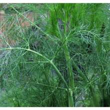 174 Pieces Of Stem Seed Fennel Seeds, Multiple Harvests In Spring And Autumn, Fennel Seeds, Easy-To-Grow Vegetable Seeds For All Seasons