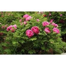 300 Pieces Of Double-Flowered Hydrangea Seeds, Used For Planting Traditional Ice Cream Hydrangeas In Pots. This Plant Has Vibrant Colors And A Rich Aroma.