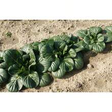 Bok Choy Baby Extra Dwarf 150 Seeds - Chinese Cabbage - Container Gardening - Fast 300 Pcs Day Harvest - 300 Seeds - View 3