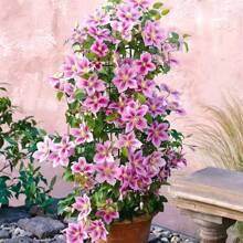 100/Pack Traditional Purple Double Flower Clematis Garden Grain Pack Rich Petal Layers Elegant Climbing Plant Ideal For Garden And Yard Decoration Easy To Grow Long Flowering Period