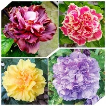 300+ Mixed Colors Double Hibiscus Flower Seeds For Planting - Rose Of Sharon Syriacus Hibisceae Beautiful Potted Garden