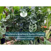 Seeds Gift 500Pcs 3 Monstera Adansonii Swiss Cheese Unrooted Cuttings - Indoor/Outdoor Houseplant, Easy Propagation, Unique Foliage, Tropical Plant For Home - Variant1 - View 2