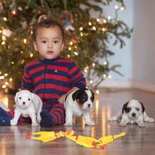 Screaming Chicken, Yellow Rubber Duck, Squeaky Rubber Chicken Prank Novelty Toys, Suitable For Dogs And Pets - Multicolor - View 8