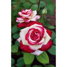 10 semillas de rosas rojas - Flores de arbusto perenne que florecen fáciles de cultivar - 50 semillas/paquete - Ver 4