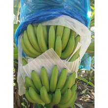 Natural Fruit Seeds Dwarf Banana Seeds - 100 Pcs.Easy To Plant, High Yield, Suitable For Beginners - Banana - View 4
