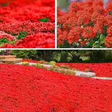 Red Creeping Thyme 500 Seeds, Lawn Alternative Mat Ground Cover Plant Seed For Outdoor Landscaping, Non GMO Heirloom