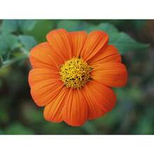 Mexican Seeds Fresh Organic Outdoor Flowers Medicine Red Sunflower