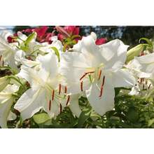 100 Pieces Of Growing Beautiful Lilies Our Premium Seeds, High Germination Rate, For All Gardens. Create A Floral Paradise. Order Now And Start Your Blooming