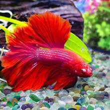 50g/100g/300g/500g Fluorite Tumbled Chips Aquarium Fish Tank Gravel, Natural Crystal Quartz Stones Rocks Pebbles For Vase Fillers, Garden, Succulent Plants Decor - Multicolor - View 7