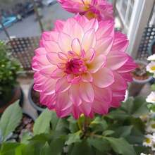 210 Degrees Celsius Mixed Dahlia Seeds, With A Long Flowering Period, Large Flower Diameter, And Many Blooms, Are One Of The Most Famous Flowers In The World - 210 - 查看 1