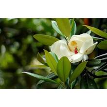 Southern Magnolia Seeds Magnolia Grandiflora Seeds 30 Seeds - Variant1 - View 3