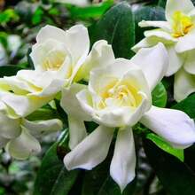 100 Pcs Gardenia Seeds Cape Jasmine Flower Seeds - 1 - View 6