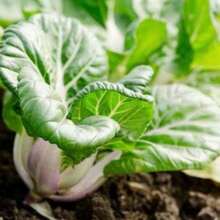 Bok Choy Baby Extra Dwarf 150 Seeds - Chinese Cabbage - Container Gardening - Fast 300 Pcs Day Harvest - 300 Seeds - View 4