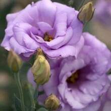 300 Stück Lavendel Lisianthus Gartensamen - 100 Erbstück, gentechnikfreie Blumensamen zum Pflanzen