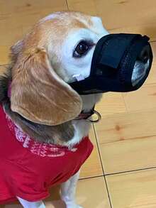 1 件透气网状狗嘴套，快速固定，带可调节带子，防咬防吠宠物嘴套，可调节宠物狗软面罩 - 黑色 - 查看 9