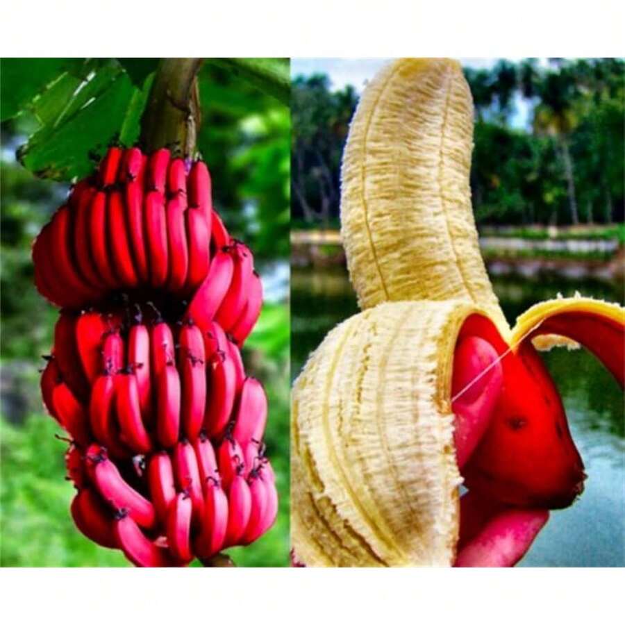 Seltene Seeds 100 Pieces Banana Seeds Red Dwarf Tree Fruit Gardening Planting