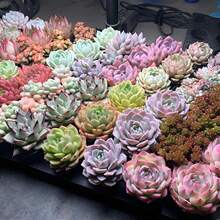 Gift 500 Pieces 8 Pieces Assorted Succulents With Plant Pots, Living Succulent Collections For Succulent Beginners, Garden Lovers, DIY Projects, Wedding Gifts With 8 Different Types Of Women's Clothing - 8PCS 附苗圃花盆 - 查看 2