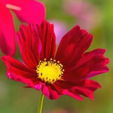 Bulbous Plant Discount Offer 260 Pieces Annual Cosmos Bipannatus Dazzler Red Cut Flowers Seed Mix For Planting