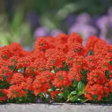 Red Creeping Thyme 500 Seeds, Lawn Alternative Mat Ground Cover Plant Seed For Outdoor Landscaping, Non GMO Heirloom